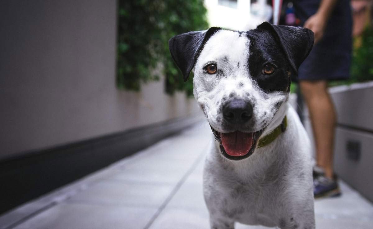 Spotted dog standing in alley