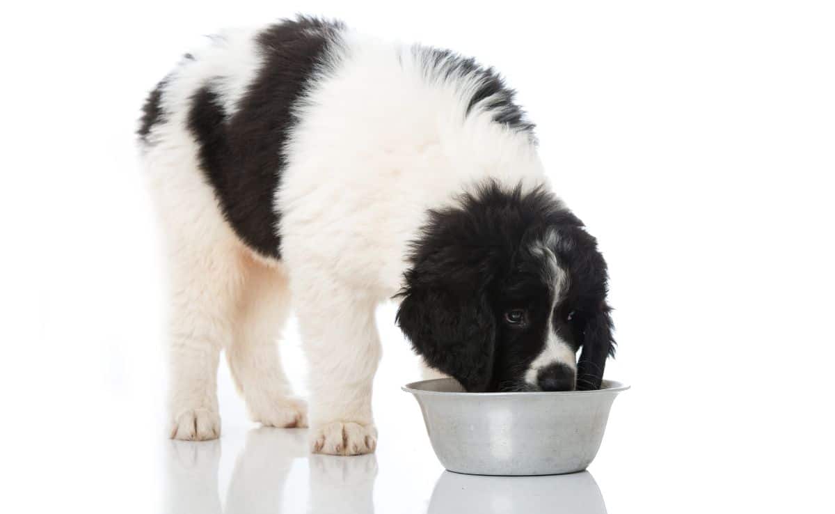 Newfoundland Puppy eating dog food out of bowl