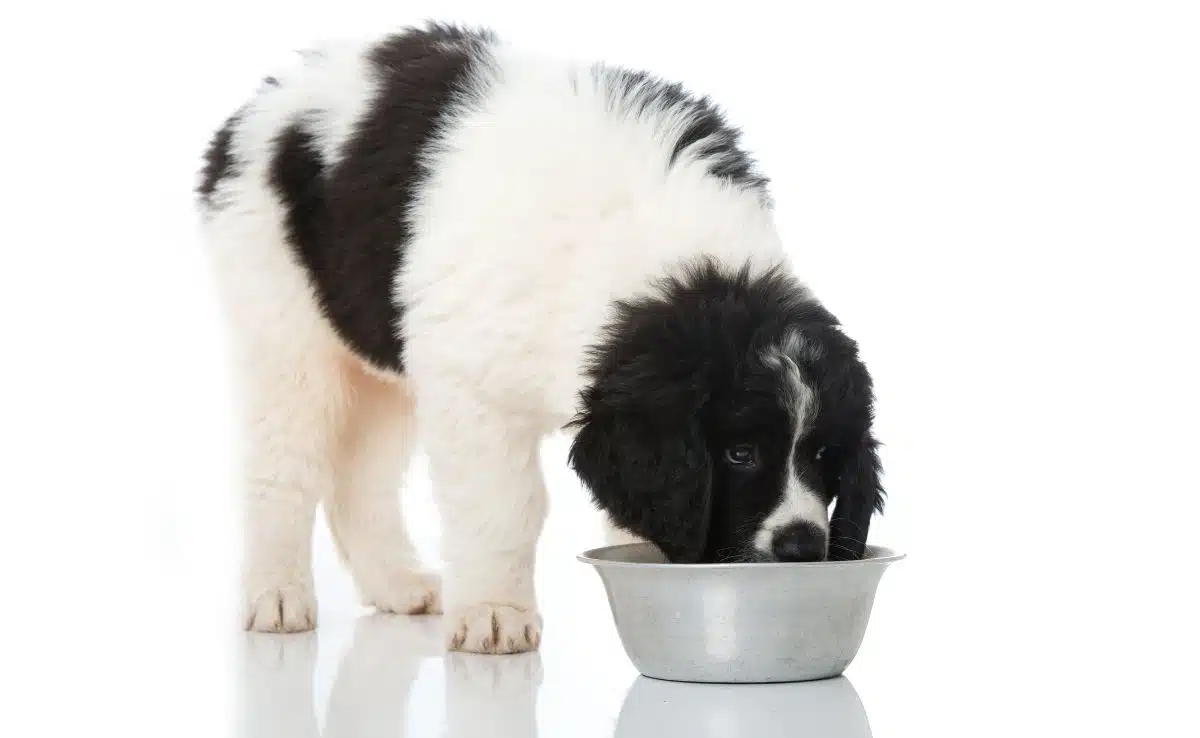 Raw Diet For Dogs Will It Improve Your Dog's Health? Canine Journal