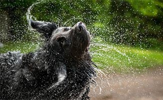 Newfypoo shaking water off