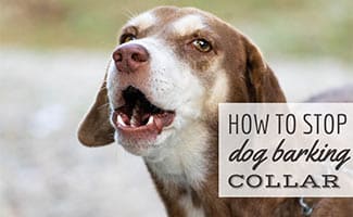 how to use a bark collar properly