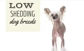 Mostly hairless dog (Caption: Low Shedding Dog Breeds)