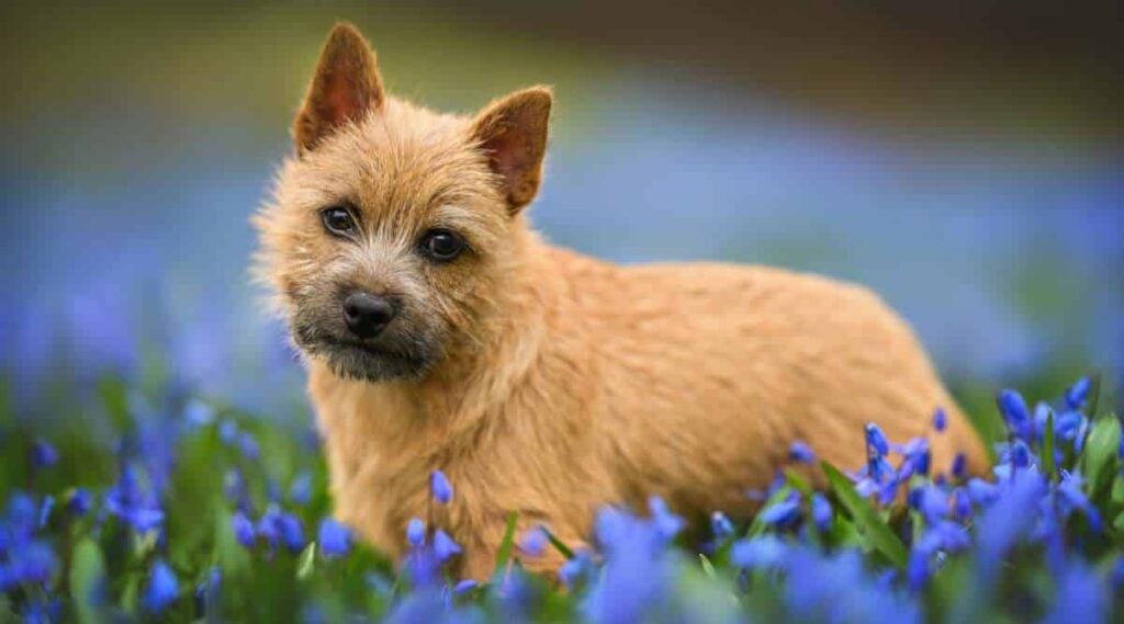 Norwich Terrier Breed puppy posing outdoors on a field with scilla flowers in spring.