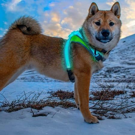 noxgear LightHound LED Harness