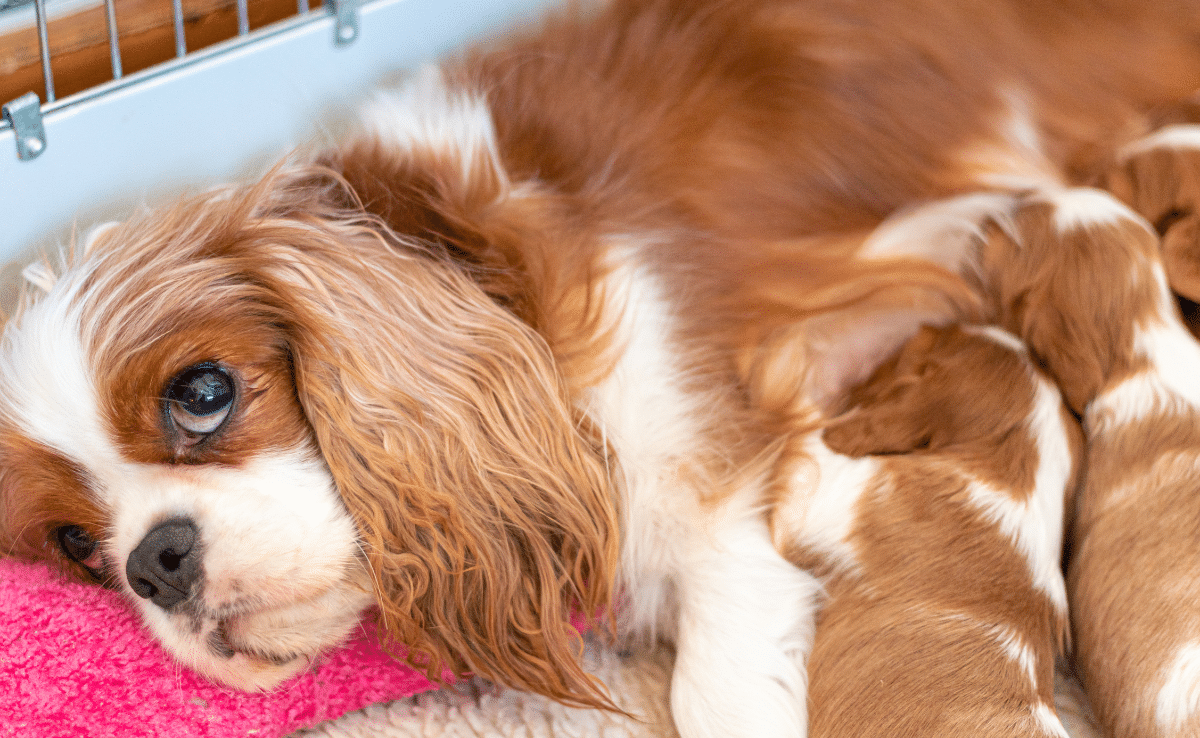 A female Cavalier King Charles Spaniel lies in a dog bed nursing her newborn puppies