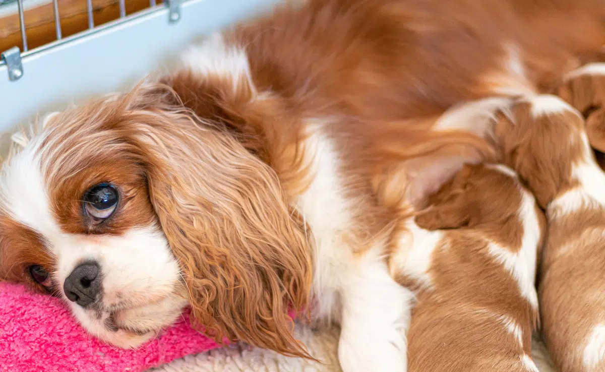 Natural remedies for mastitis in dogs sale