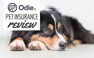 Bernese Mountain Dog laying down (caption: Odie Pet Insurance Review)