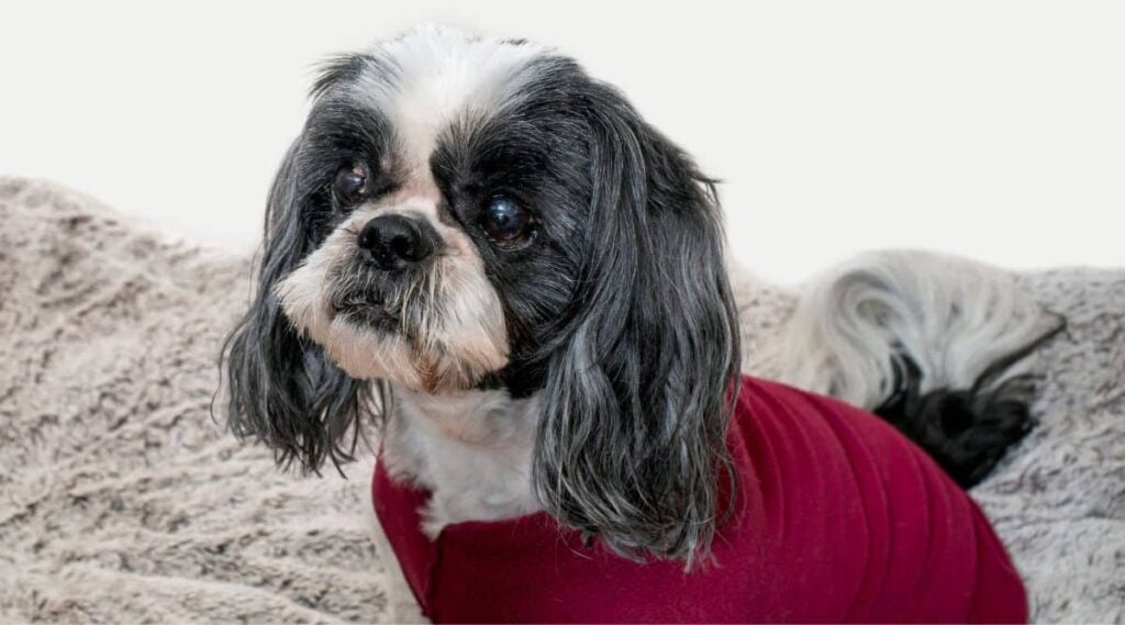 Old Shih Tzu sitting in maroon sweater.
