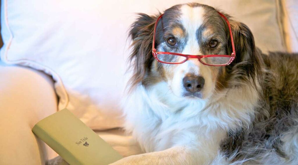 An old Australian Shepherd sitting next to a book with reading glasses on.