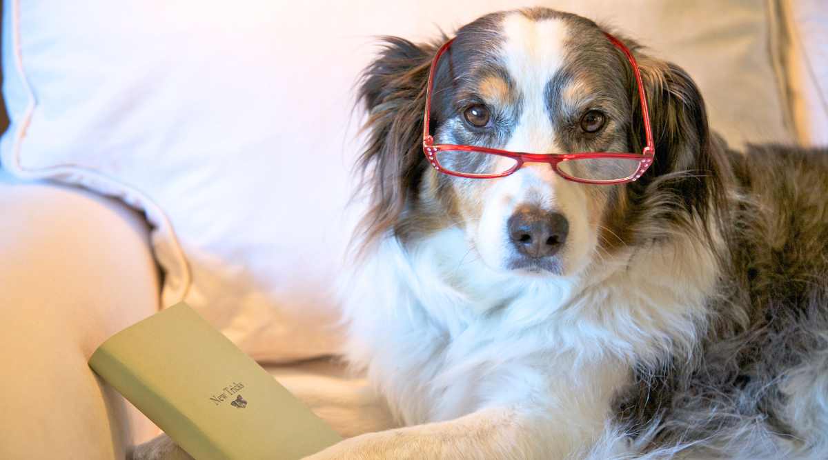 Best Brushes For Australian Shepherds Canine Journal