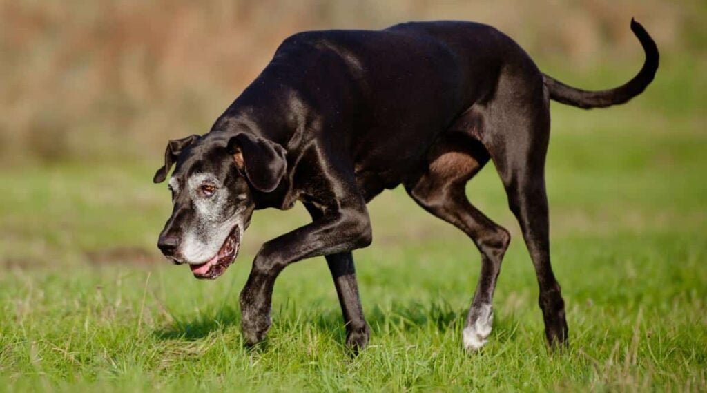 old black great dane dog with grey snout walking outside in grass