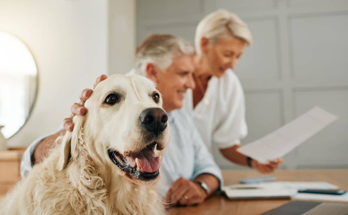 Od couple reviewing a dog sitting contract while petting dogs head.