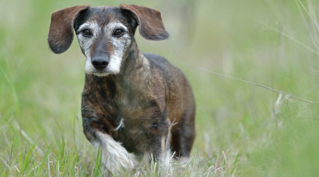 Dachshund Lifespan: How Lengthy Do Dachshunds Stay? Dachshund Lifespan: How Lengthy Do Dachshunds Stay?