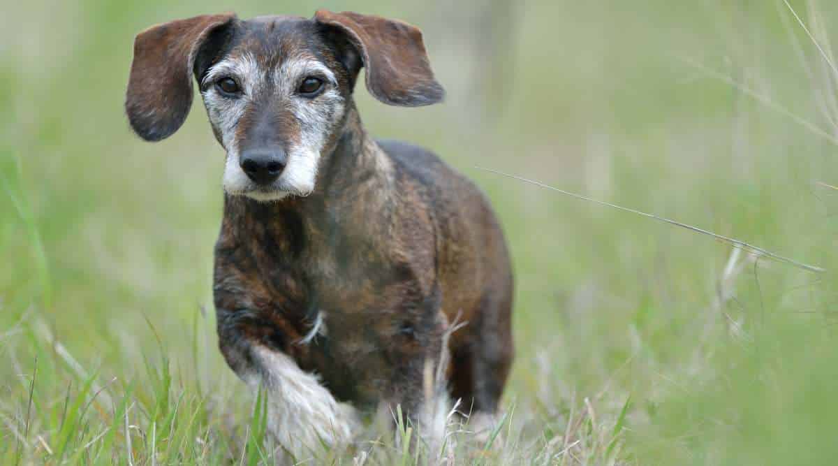 Old Dachshund running in the grass.