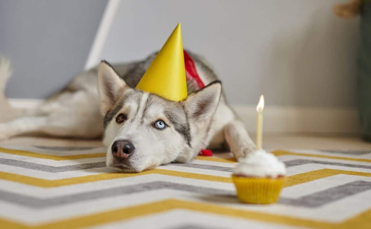 old dog laying on the ground with a birthday hat on and a cupcake with candle