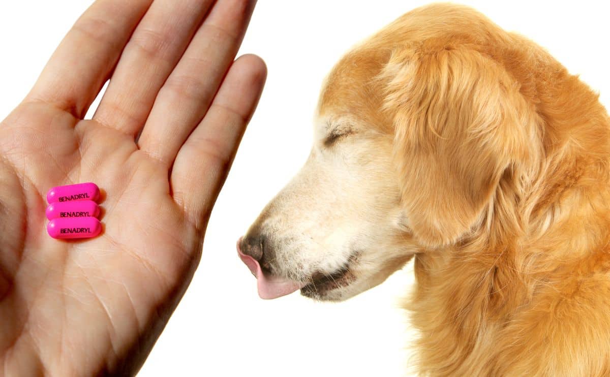 Old dog sitting next to woman's hand with Benadryl pills in her palm.