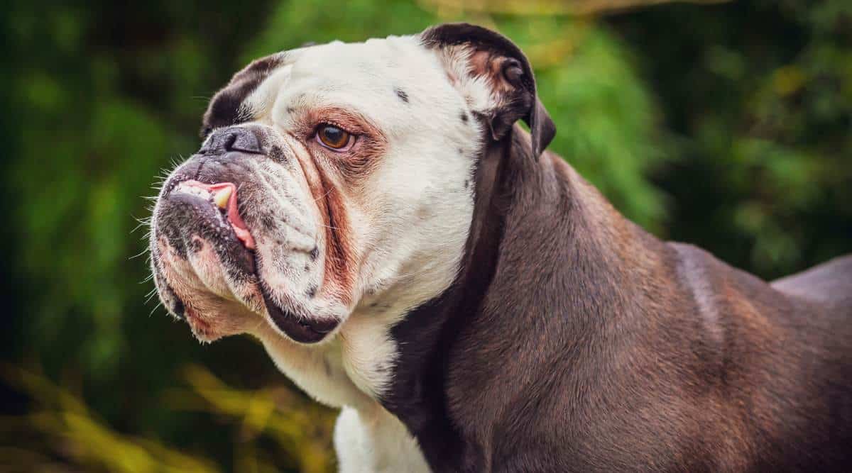 Old English Bulldog walking outside in water.