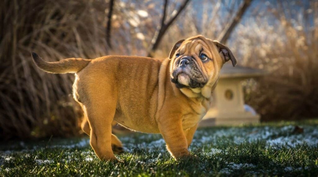 Olde English Bulldogge puppy outside.