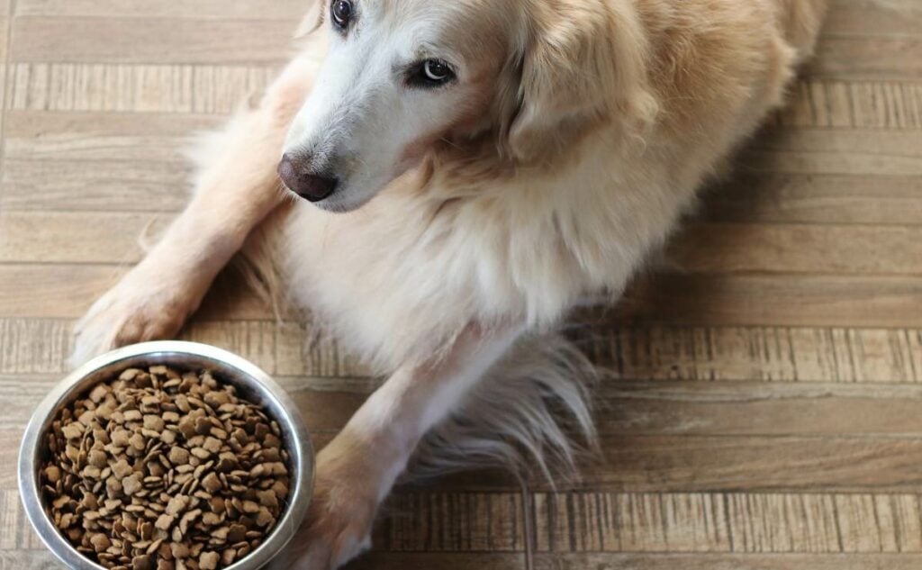 Best Dog Food For Arthritis And Joint Health Canine Journal