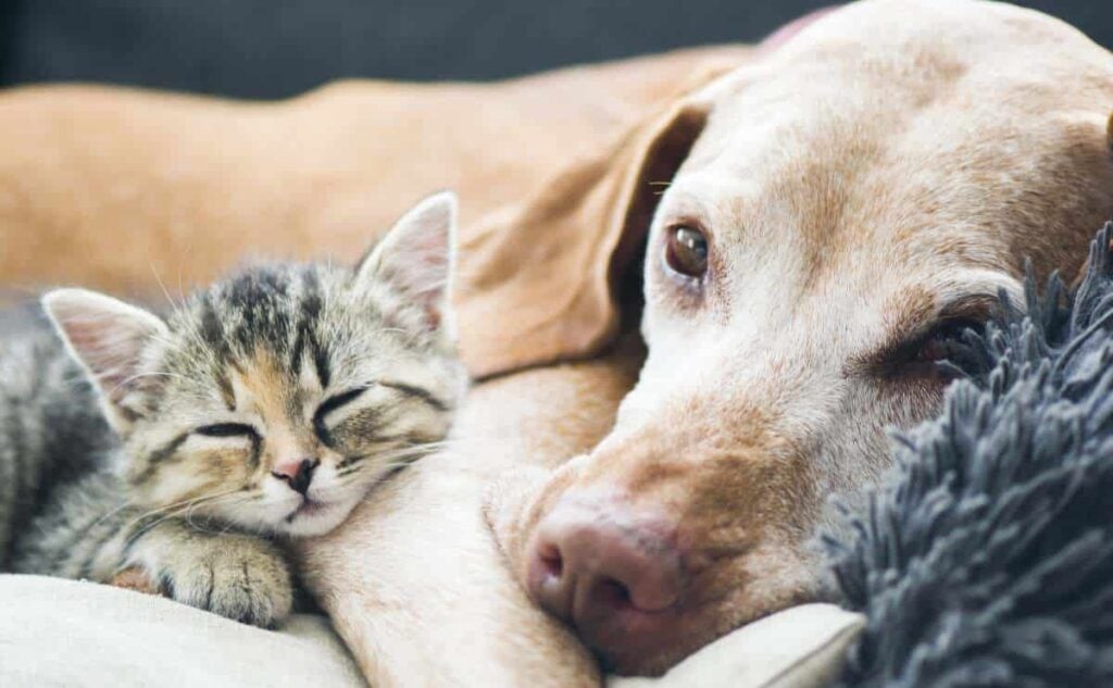 Old Golden Retriever laying with a kitten.