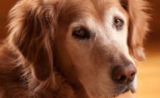 Old Golden Retriever face closeup 