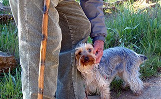 Old man walking with a cane in the park with a rescue mutt dog