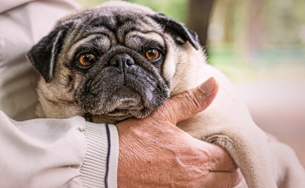 Old person holding a pug with diabetes.