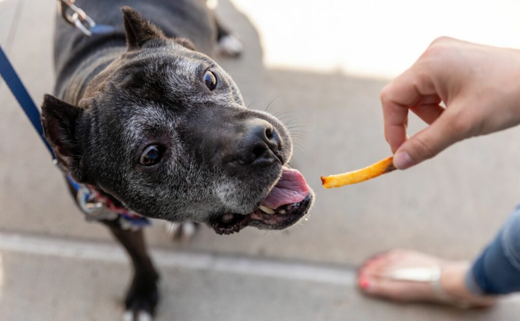 Old Pitbull mix eating french fry from woman's hand.