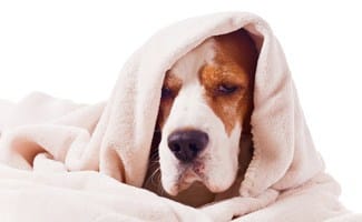 Will salt and pepper hurt dogs?