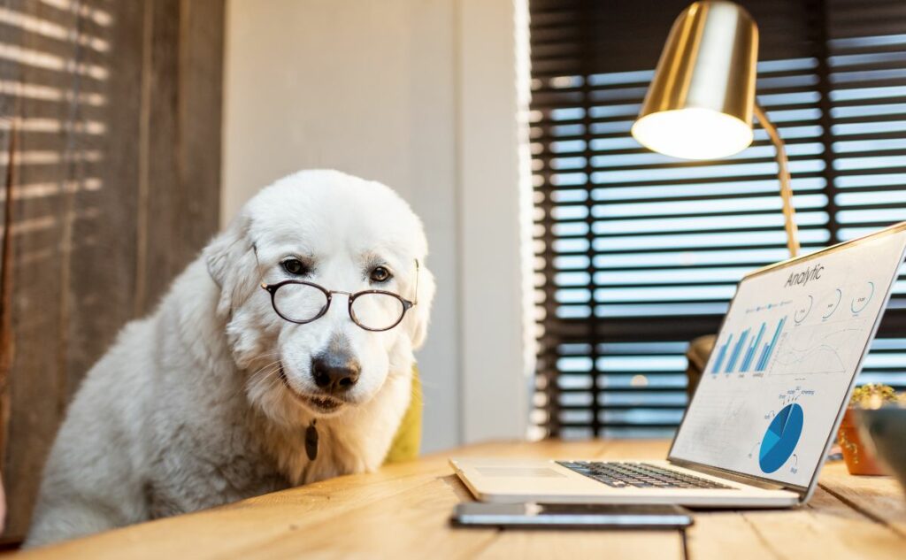 Old white dog wearing glasses sitting next to desk with charts on a computer screen.