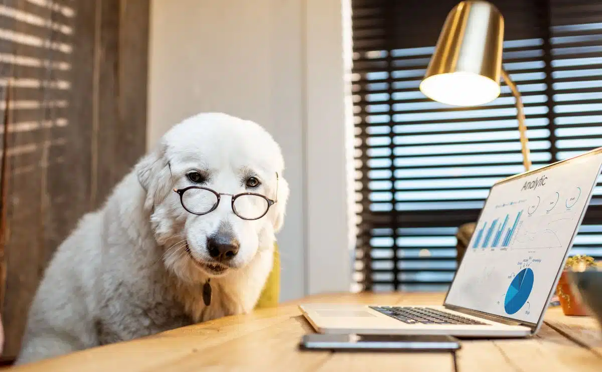 https://www.caninejournal.com/wp-content/uploads/old-white-dog-wearing-glasses-sitting-next-to-desk-with-charts-on-a-computer-screen.jpg.webp