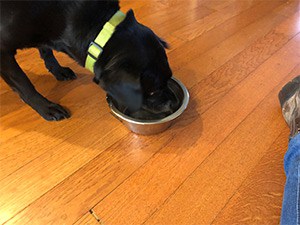 Dog eating Ollie dog food out of bowl