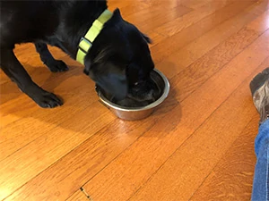 Tiny eating Ollie dog food in bowl on the floor