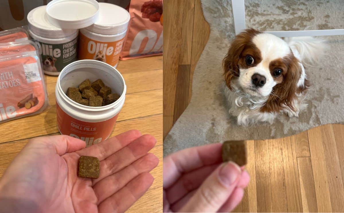 Ollie supplements and holding one in front of a do