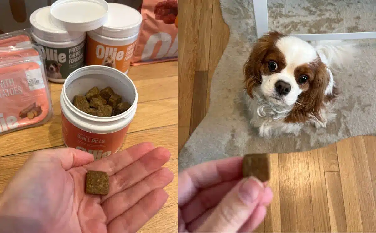 Ollie supplements and holding one in front of a do