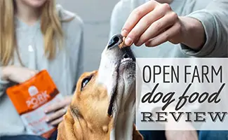 Dog eating Open Farm dog treats (Caption: Open Farm Dog Food Review)