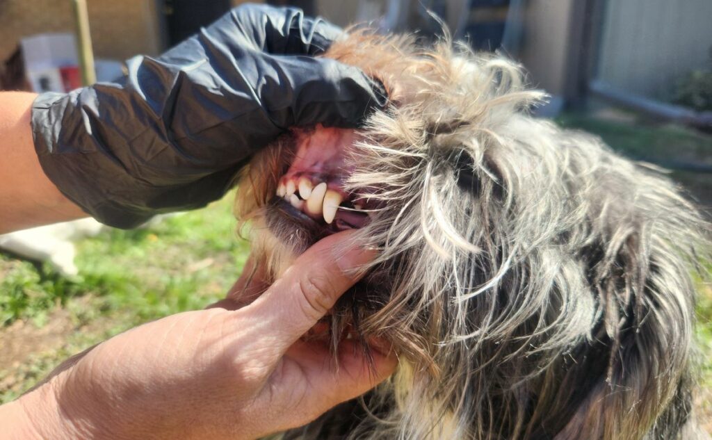 Opening a dogs mouth.