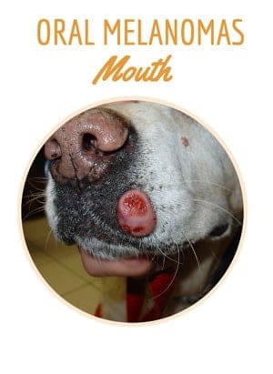 Dog with Melanoma in mouth