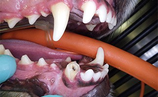 Endodontic Disease in dog