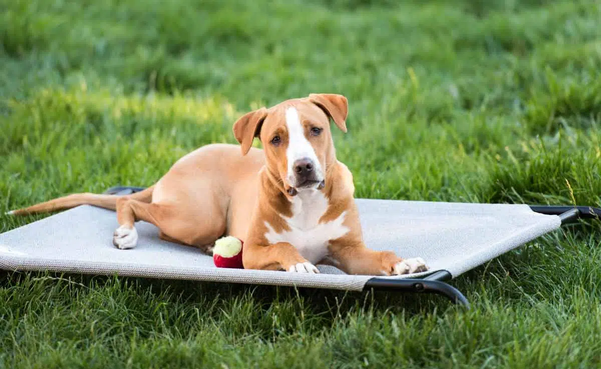 Dog sitting on elevated dog bed in grass