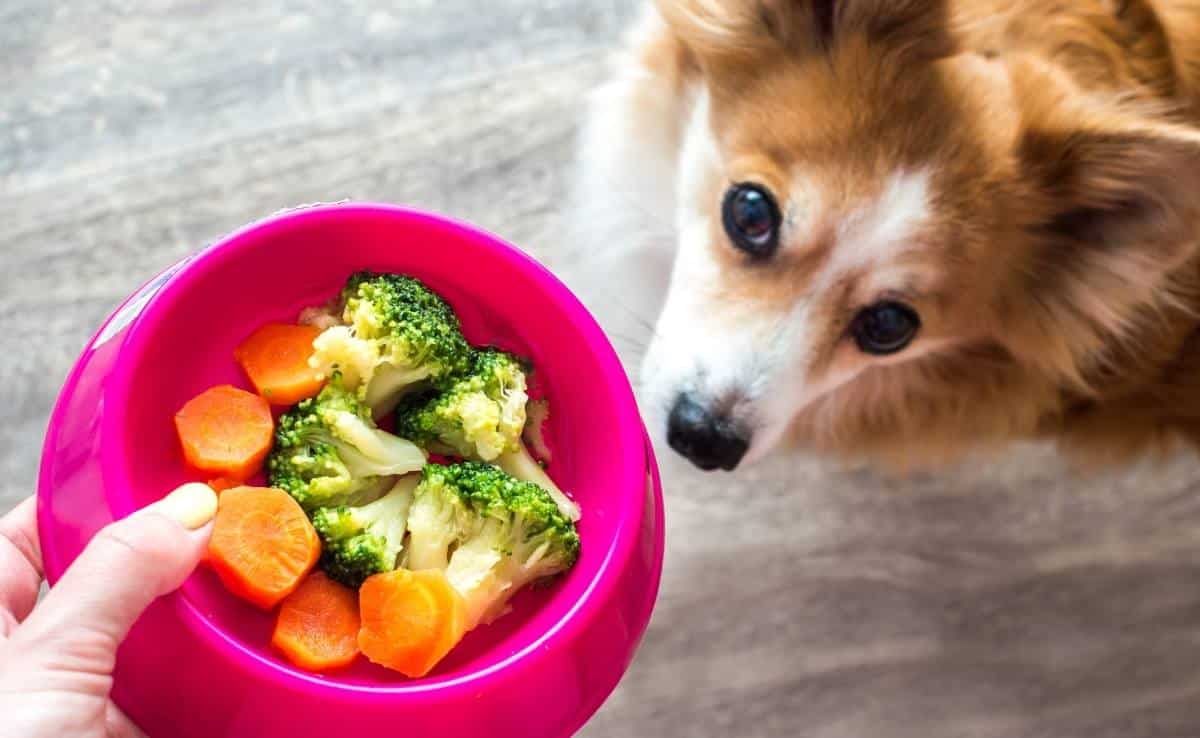 Overhaed shot of dog looking at bowl of vegetables in dog food bowl