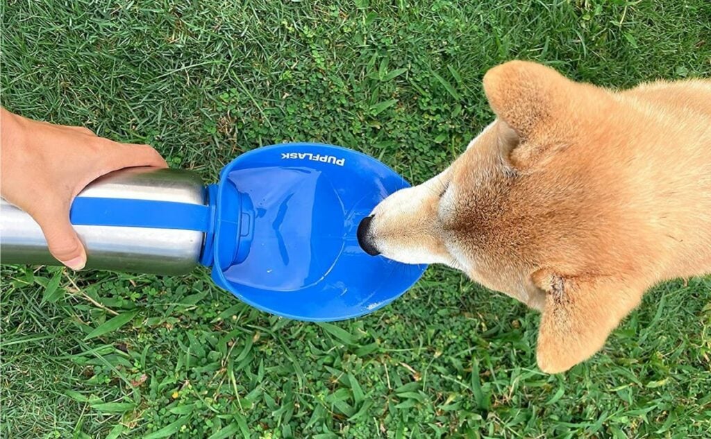 Overhead photo of dog drinking from a portable dog water bottle on the grass.