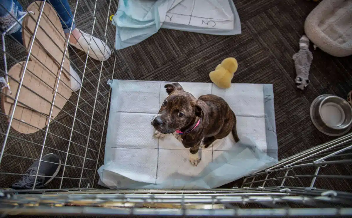 overhead view of brown and white puppy looking up from holding pen, sitting on pee-pad with toys, water bow