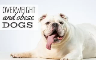 Close up of a big overweight white bulldog looking in the camera with his tongue sticking out (Caption: Overweight And Obese Dogs)