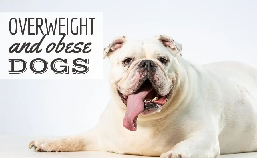 Close up of a big overweight white bulldog looking in the camera with his tongue sticking out (Caption: Overweight And Obese Dogs)