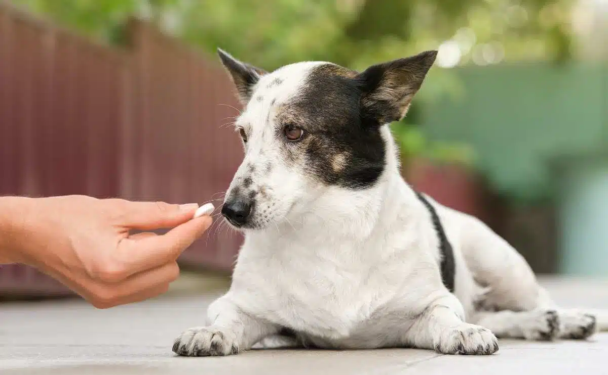 owner is giving cute small black and white dog laying on the ground medicine pills for arthritis