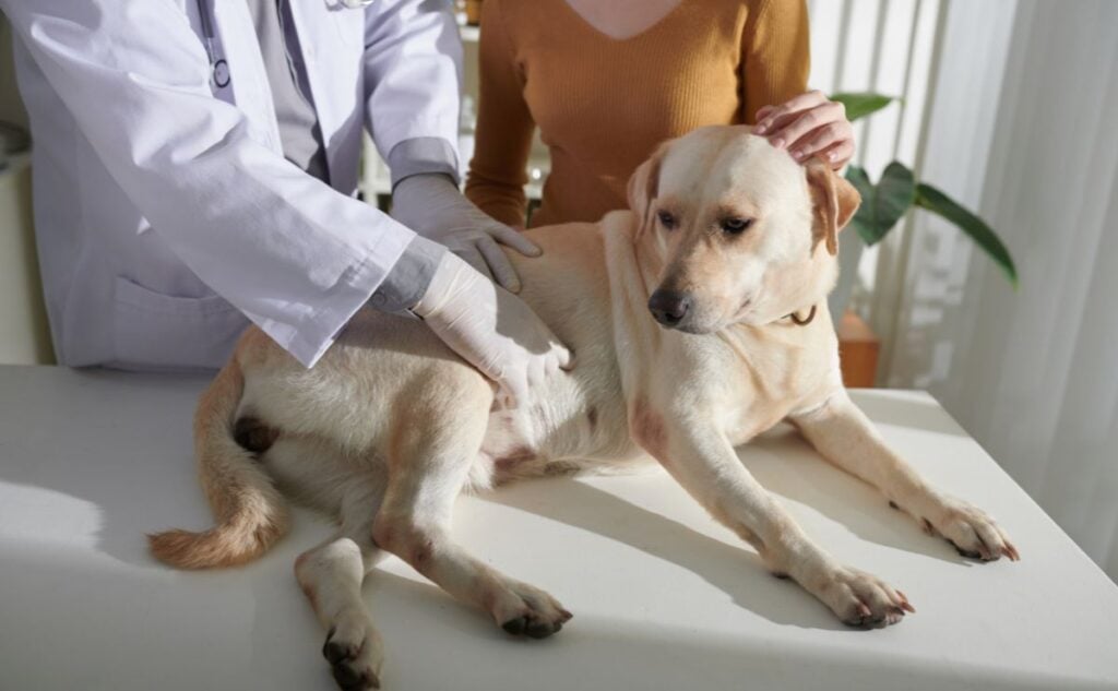 Owner patting dog when veterinarian palpating stomach.