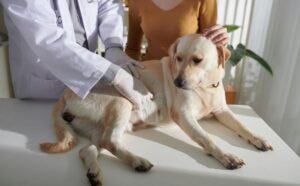 IBD In Dogs: Inflammatory Bowel Disease In Dogs, Symptoms, Causes ... - Inflammatory Bowel Disease In Dogs And Atopy