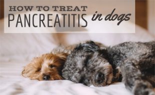 Home Remedies To Treat Pancreatitis In Dogs Home Remedies To Treat Pancreatitis In Dogs