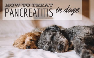 pumpkin for dogs with pancreatitis